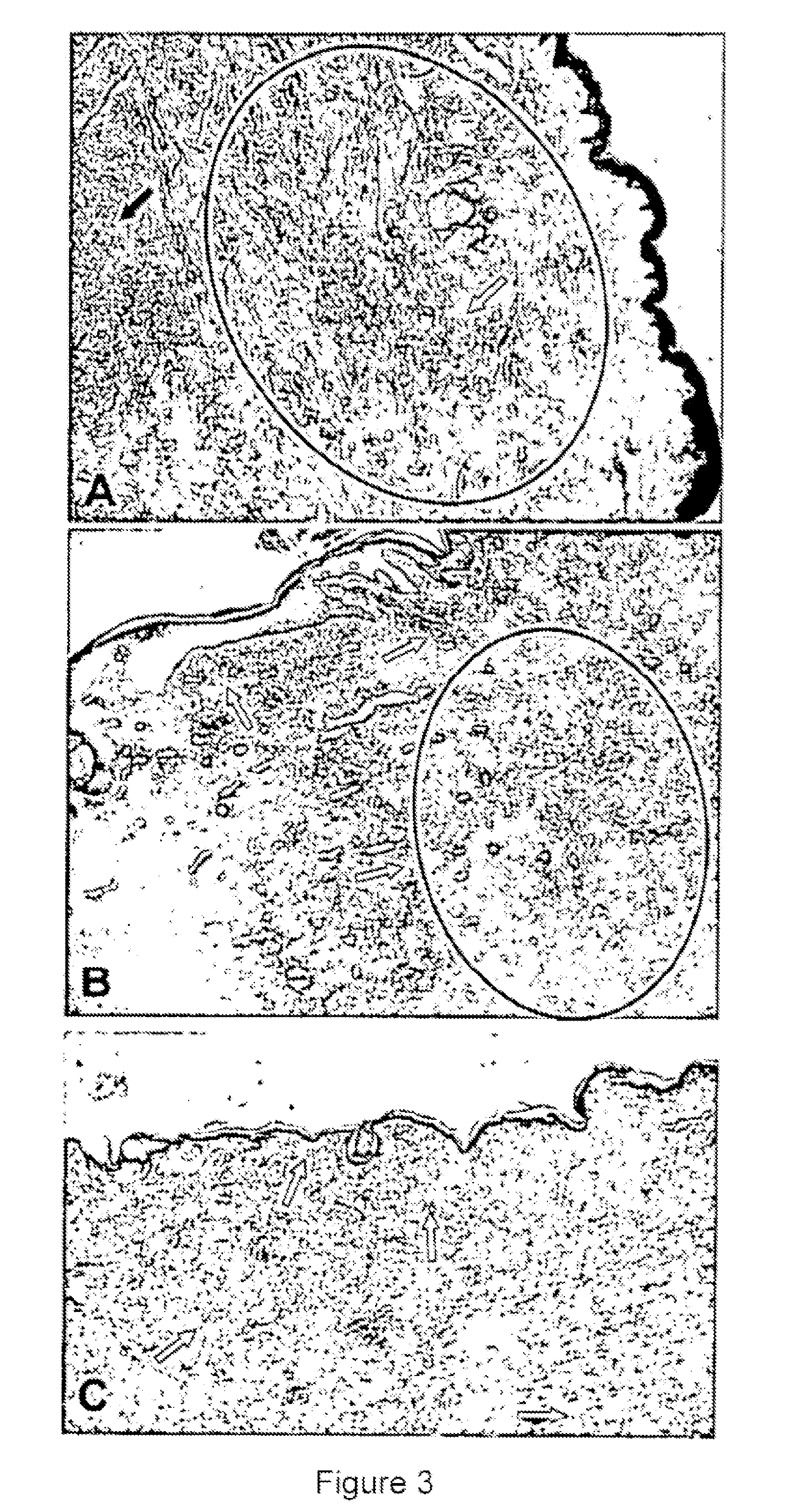 Immunogenic composition for immune system modulation and use thereof, method for treating and preventing diseases, method for inducing cell regeneration and method for restoring immune response