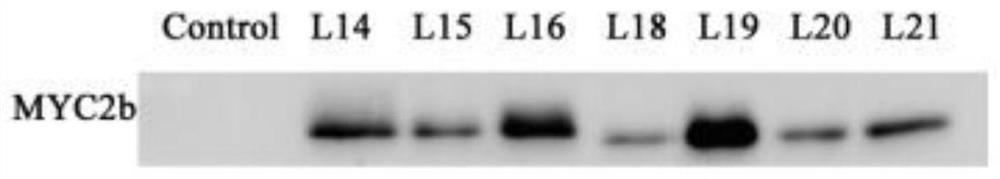 Method for promoting salvia miltiorrhiza bunge lateral root development and increasing tanshinone content in salvia miltiorrhiza bunge root, salvia miltiorrhiza bunge gene sequence and overexpression vector