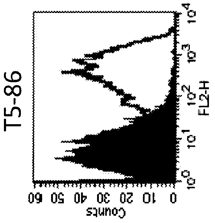 Anti-human trop-2 antibody having Anti-tumor activity in vivo