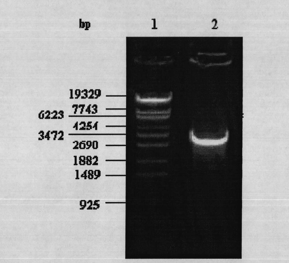 Methylovorus sp. MP688 and application thereof