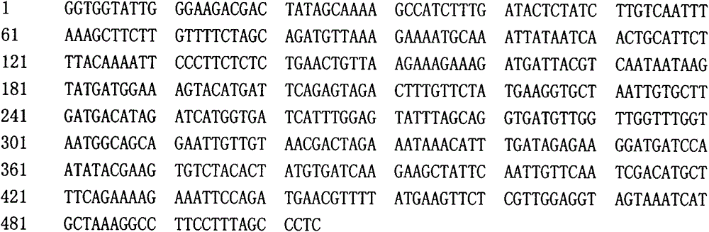 Loofah gummy stem blight-resistant gene segments or gene markers and application thereof