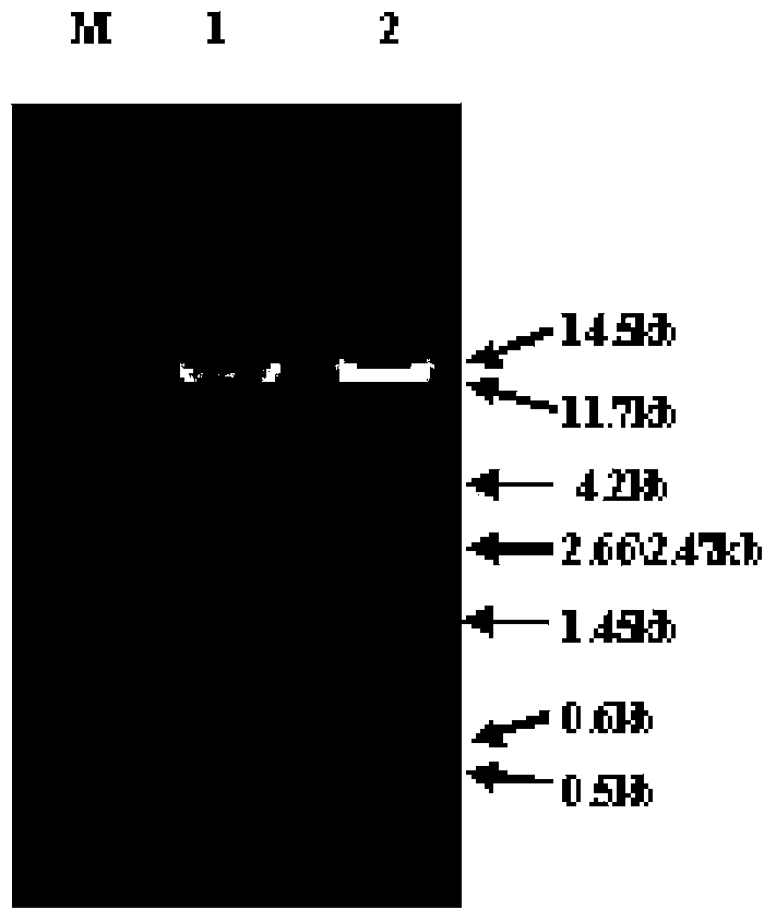 PTEN (phosphatase and tensin homolog) gene interference shRNA3, and recombinant adenovirus vector and construction thereof