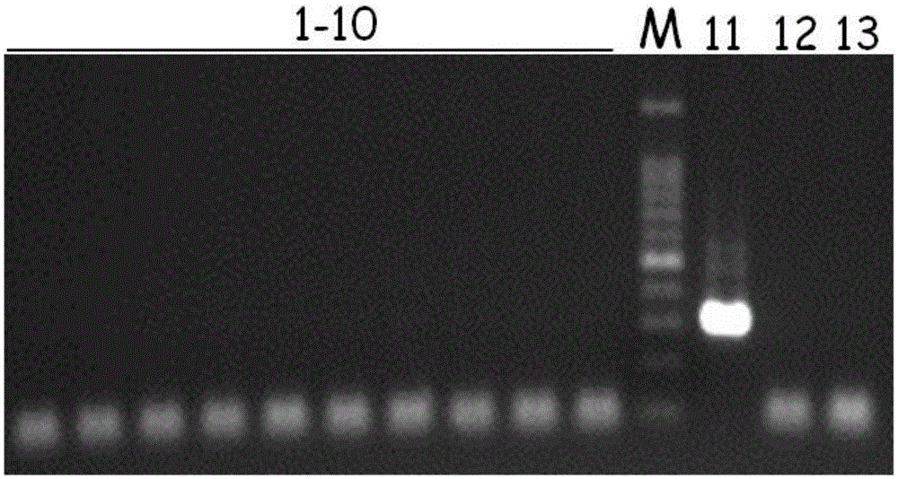 Pseudomonas aeruginosa detection kit and application thereof