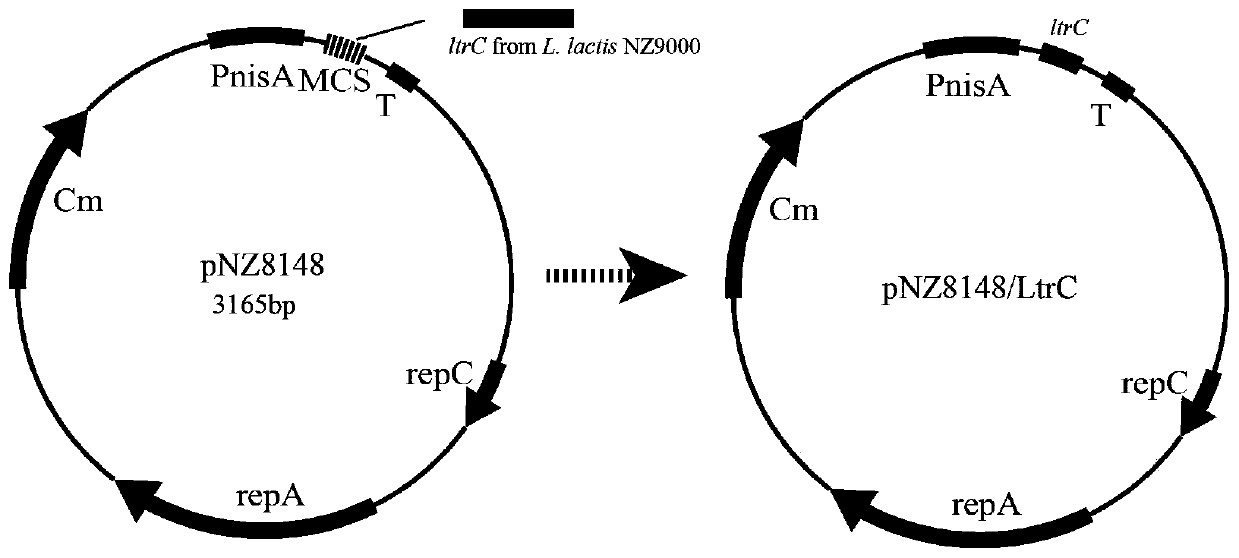 A kind of anti-acid stress recombinant lactic acid bacteria and its construction method