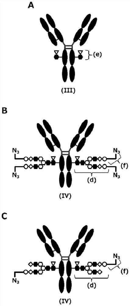 Novel cyclic dinucleotide derivative and antibody-drug conjugate thereof