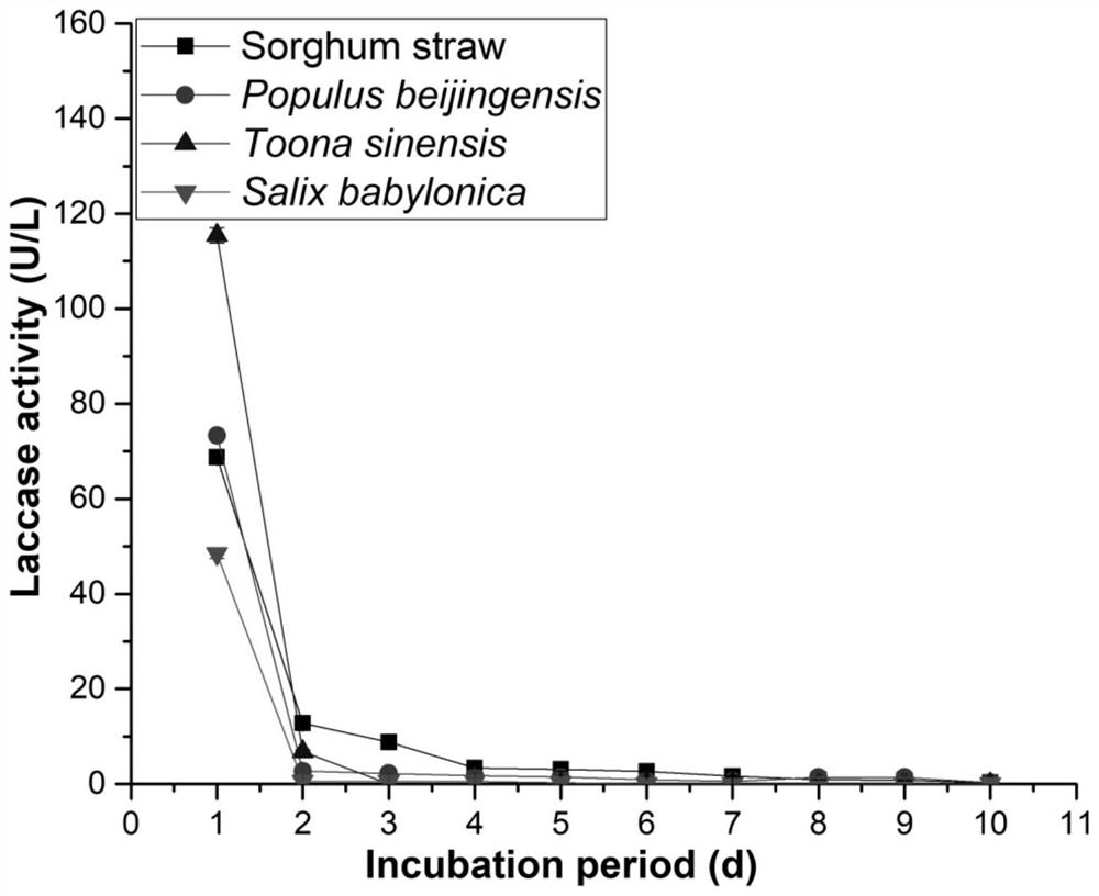 Application of Neofomitella fumosipora Han in laccase production and laccase production method from Neofomitella fumosipora Han