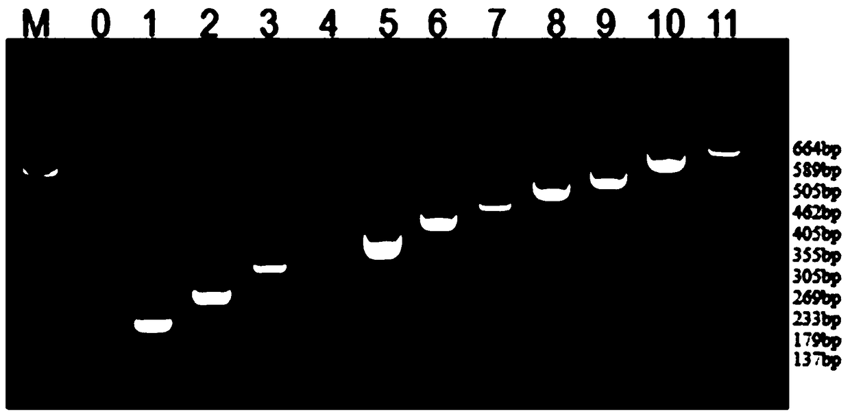 Multiplex PCR detection kit and detection method for detecting thirteen types of transgenic soybeans