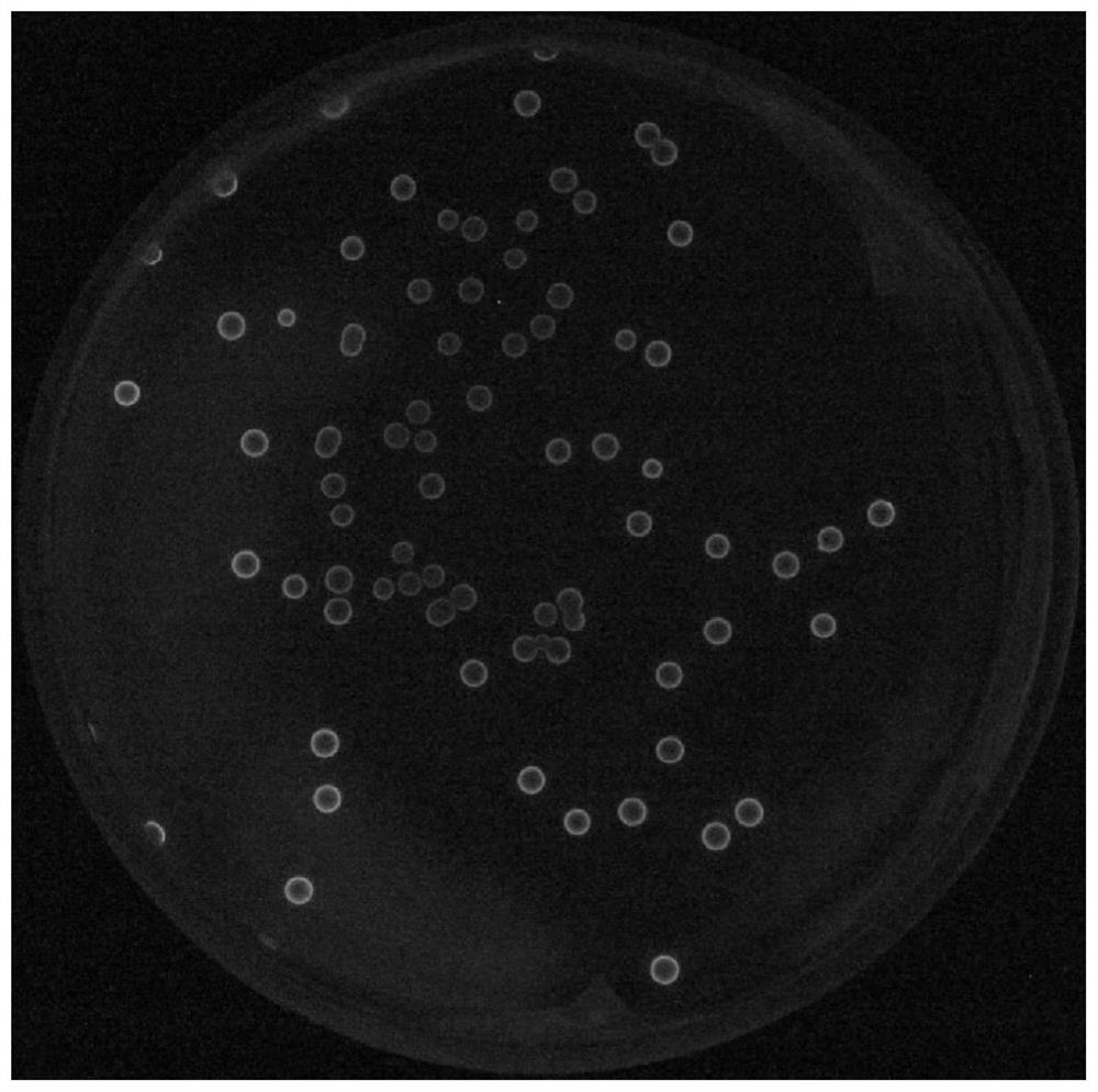 Method for Improving Electrotransformation Efficiency of High GC Content Copperphagia Bacteria