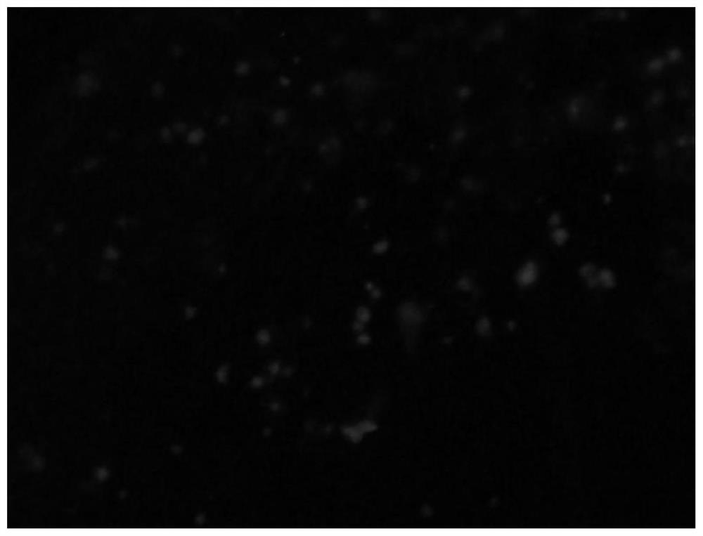 Method for Improving Electrotransformation Efficiency of High GC Content Copperphagia Bacteria