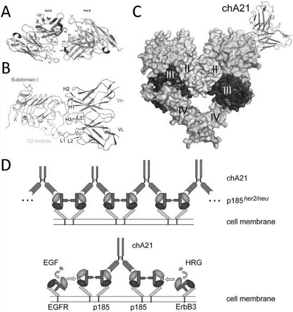 ErbB2 antigen epitope peptide bonded with E9 antibody