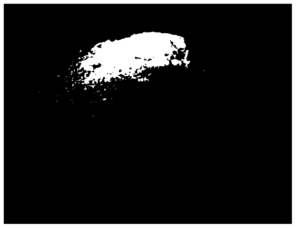 Cellulose nanocrystal hydrophobic porous powder and preparation method thereof