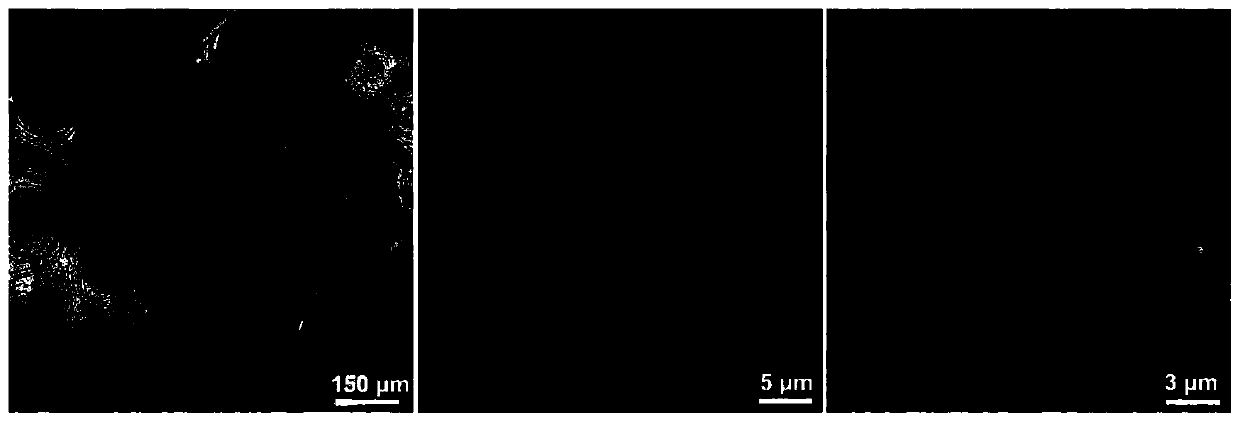 Cellulose nanocrystal hydrophobic porous powder and preparation method thereof