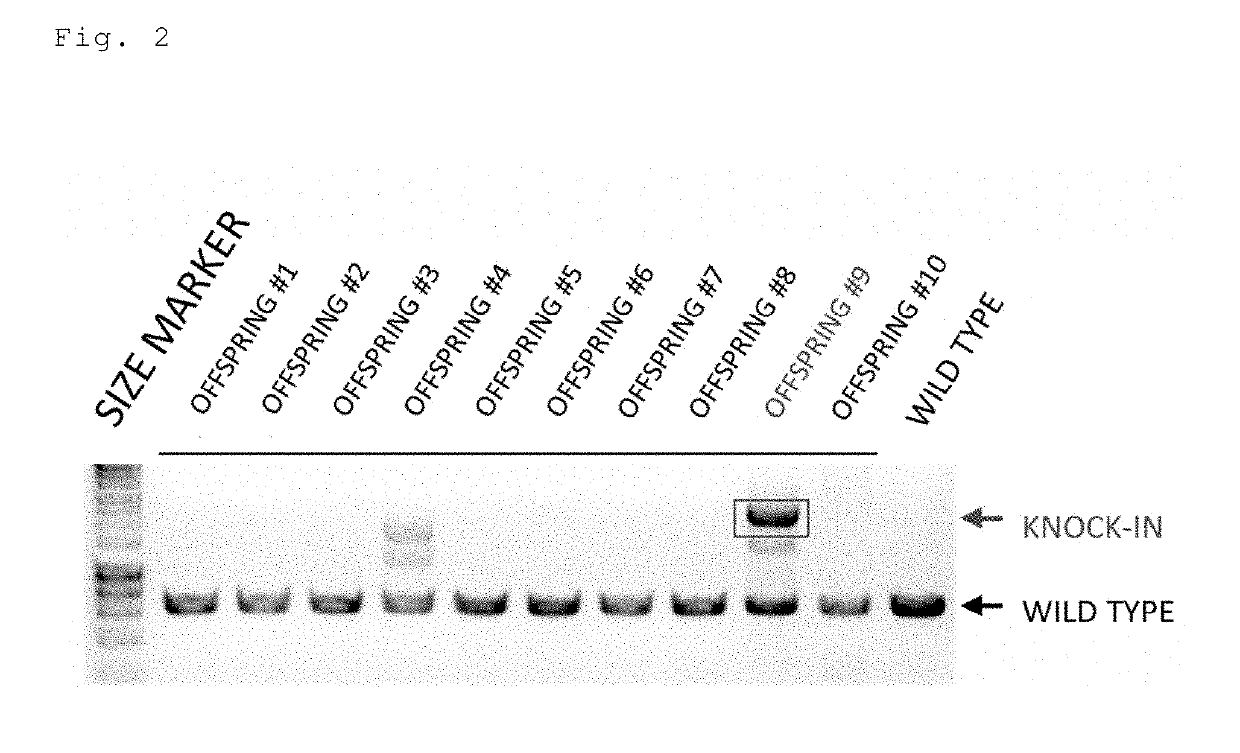 Method for preparing gene knock-in cells