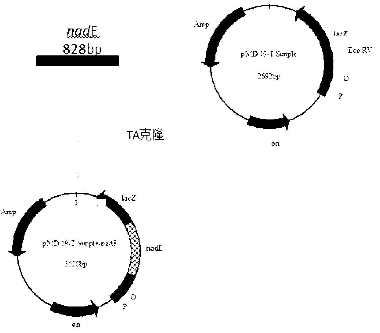 Electricity-producing genetically engineered bacteria used in microbial fuel cell, and construction method and application thereof