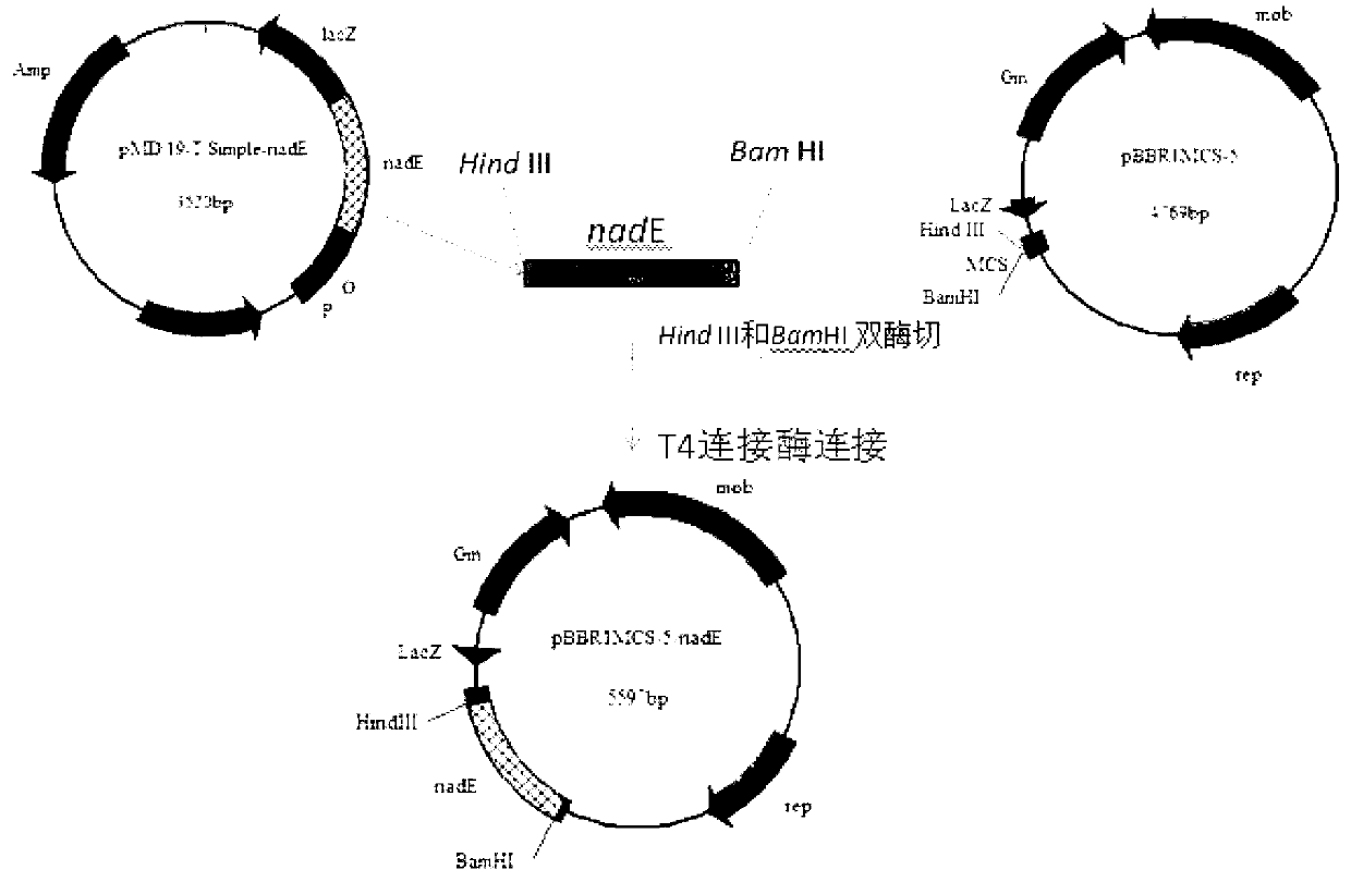 Electricity-producing genetically engineered bacteria used in microbial fuel cell, and construction method and application thereof