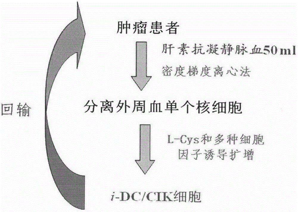 Culture method of efficient and specific i-DC/CIK (individual DC/CIK) cells