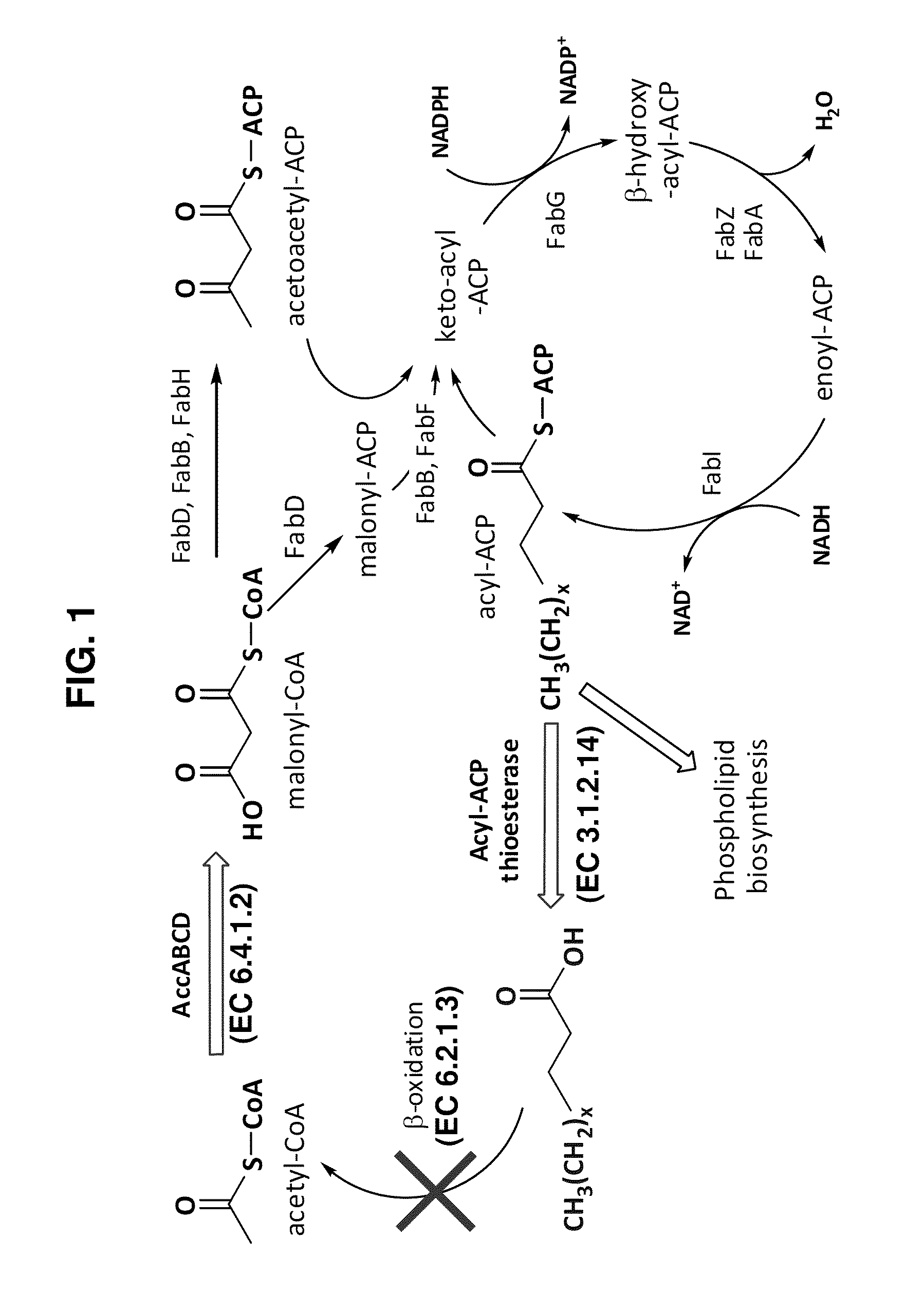 Fatty acid-producing hosts