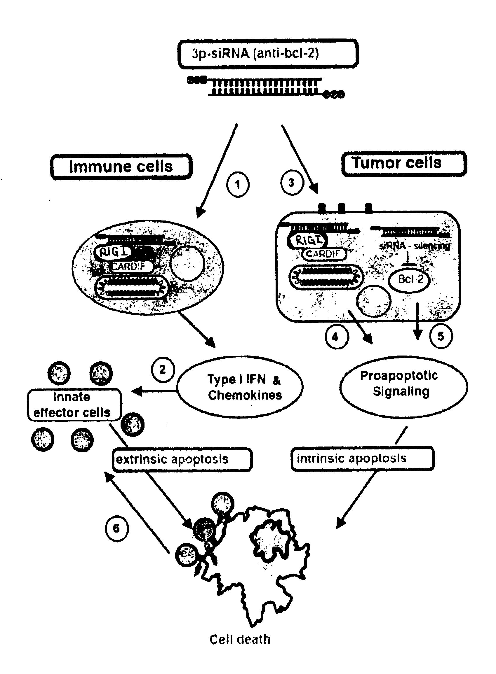 5' triphosphate oligonucleotide with blunt end and uses thereof