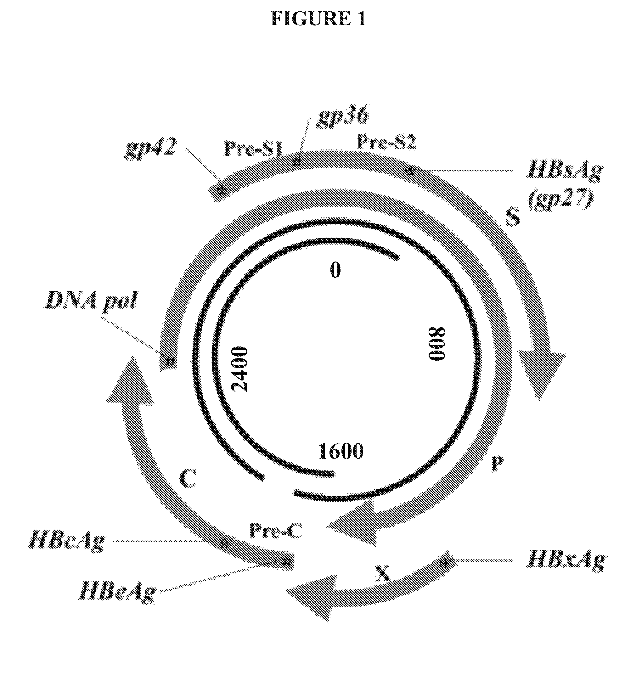 Nucleic acid molecule encoding hepatitis B virus core protein and vaccine comprising the same