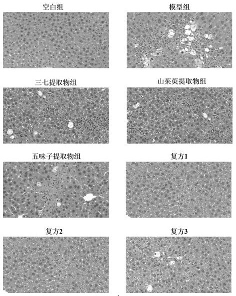 A kind of notoginseng compound composition and its application