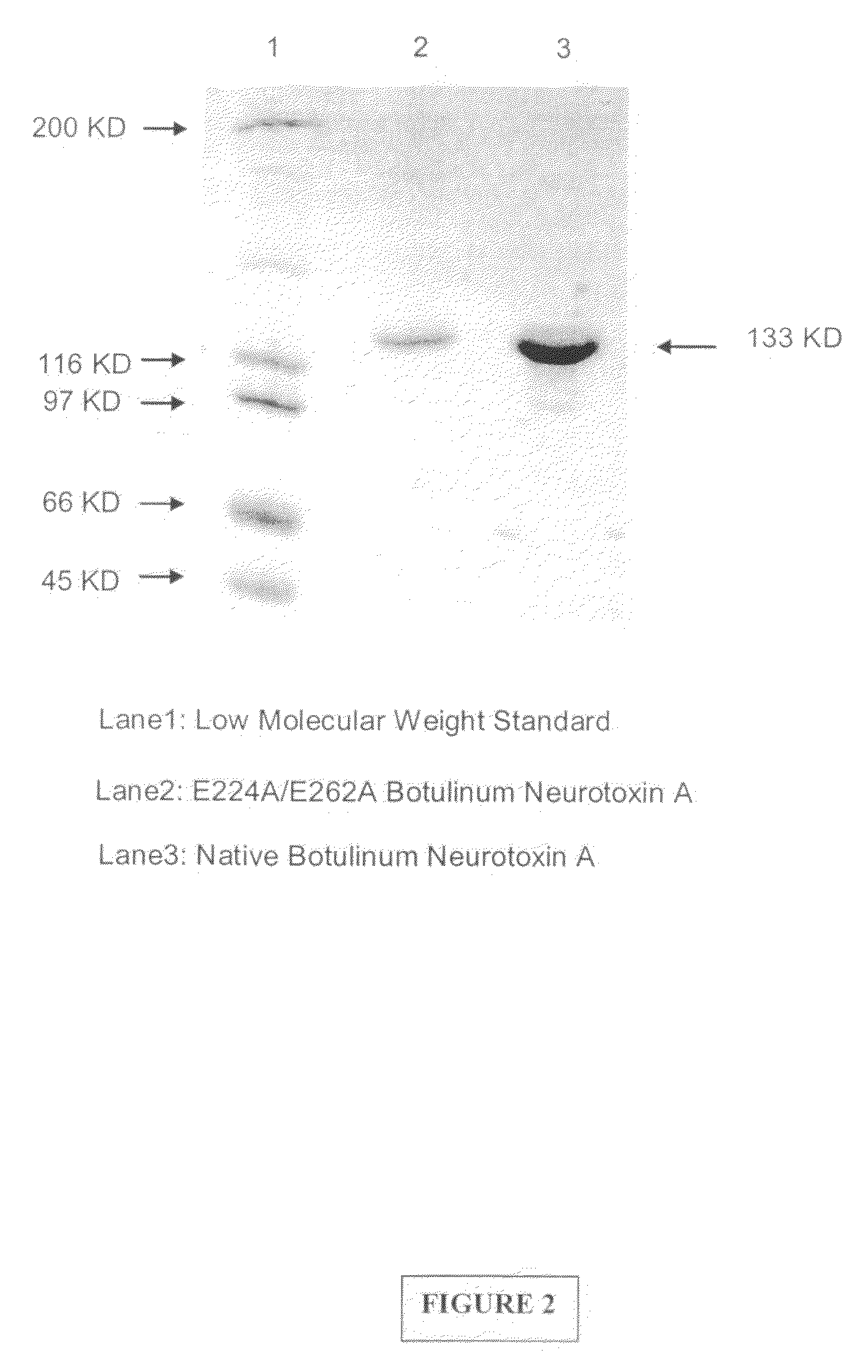 Detoxified Recombinant Botulinum Neurotoxin