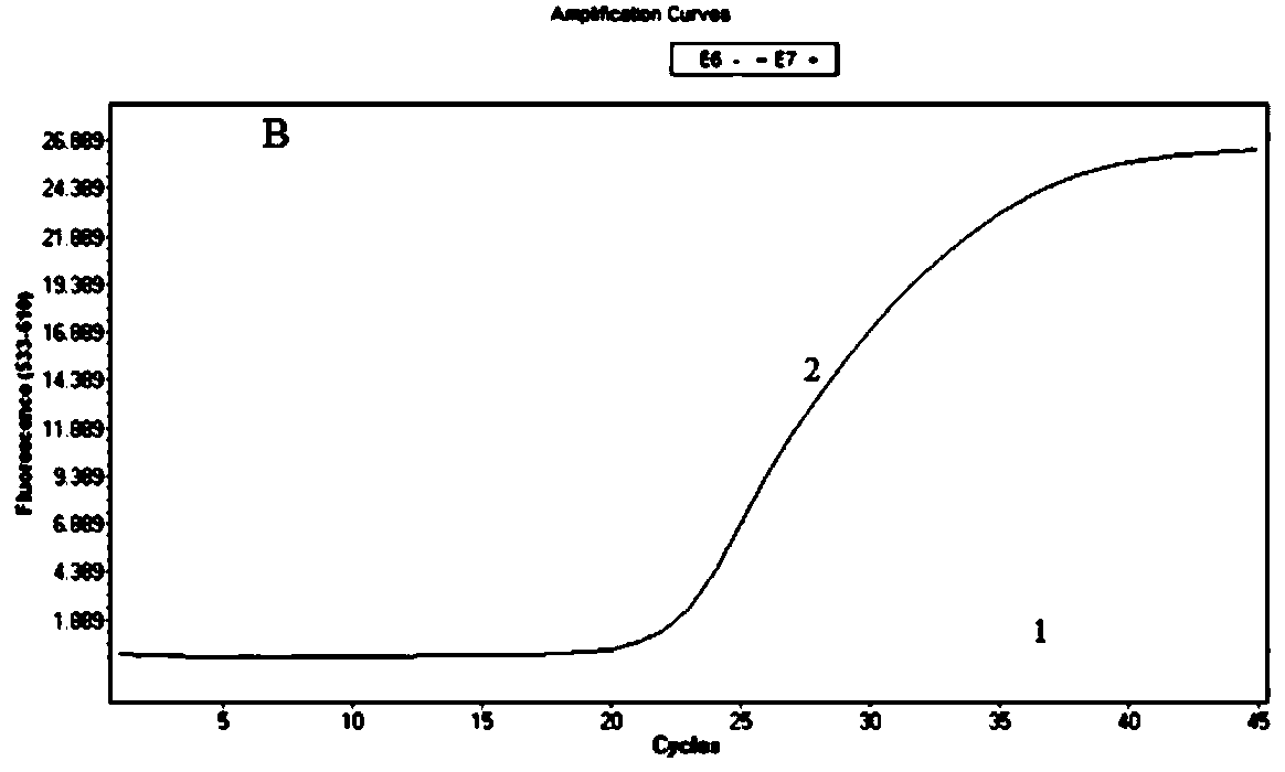 PCR primer group, kit and detection method for detecting African swine fever virus MGF 360-505R gene