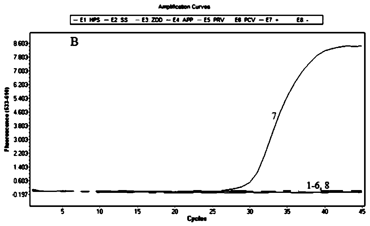 PCR primer group, kit and detection method for detecting African swine fever virus MGF 360-505R gene