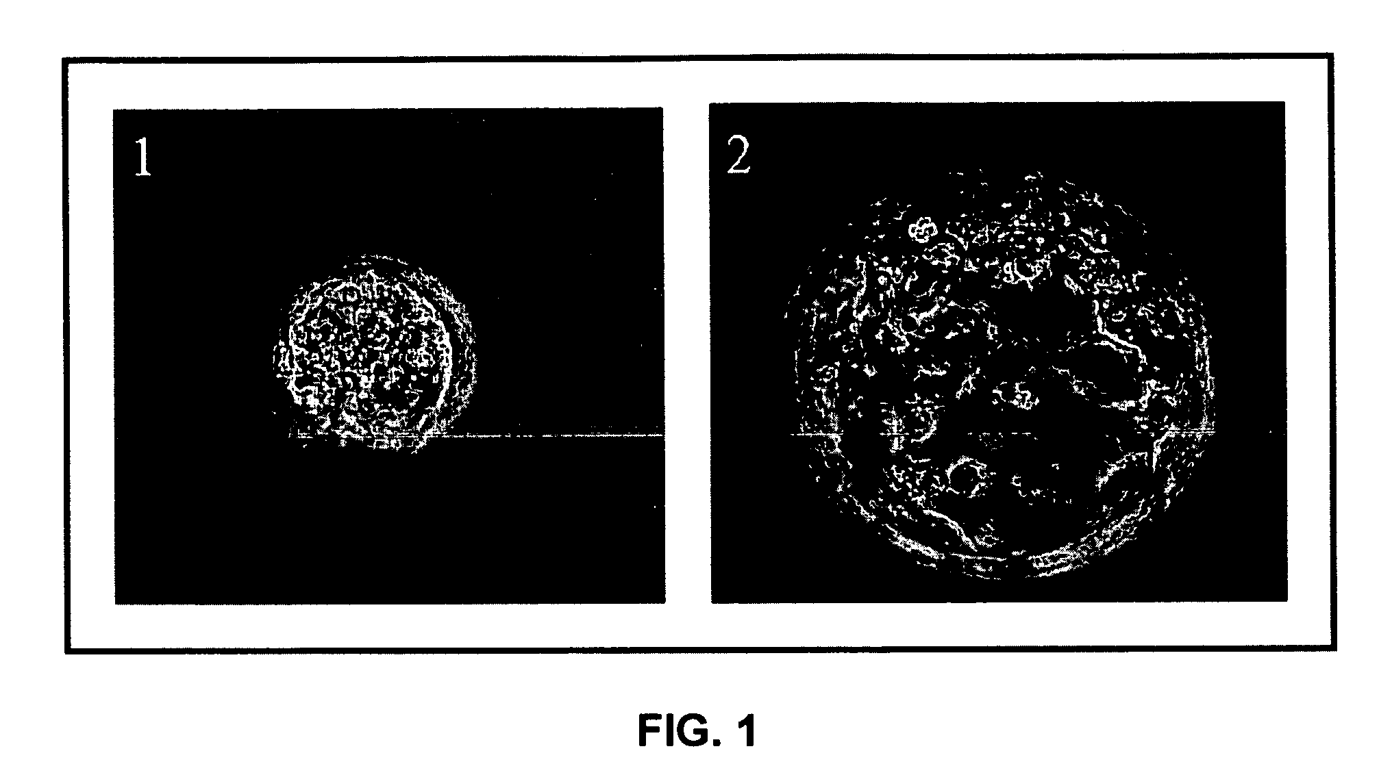 Establishment of a human embryonic stem cell line using mammalian cells