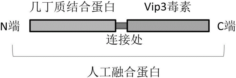 Insect-resistant fusion gene and encoded protein as well as application thereof