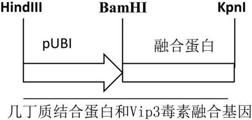 Insect-resistant fusion gene and encoded protein as well as application thereof