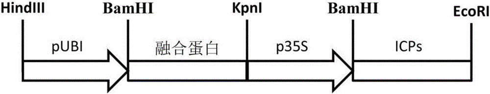 Insect-resistant fusion gene and encoded protein as well as application thereof