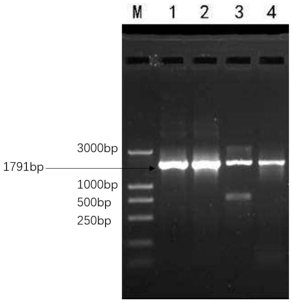 Method for inducing human epidermal stem cells into corneal epithelial cells