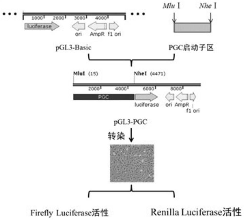 The pgc promoter expressed by porcine small intestinal epithelial cells and its application