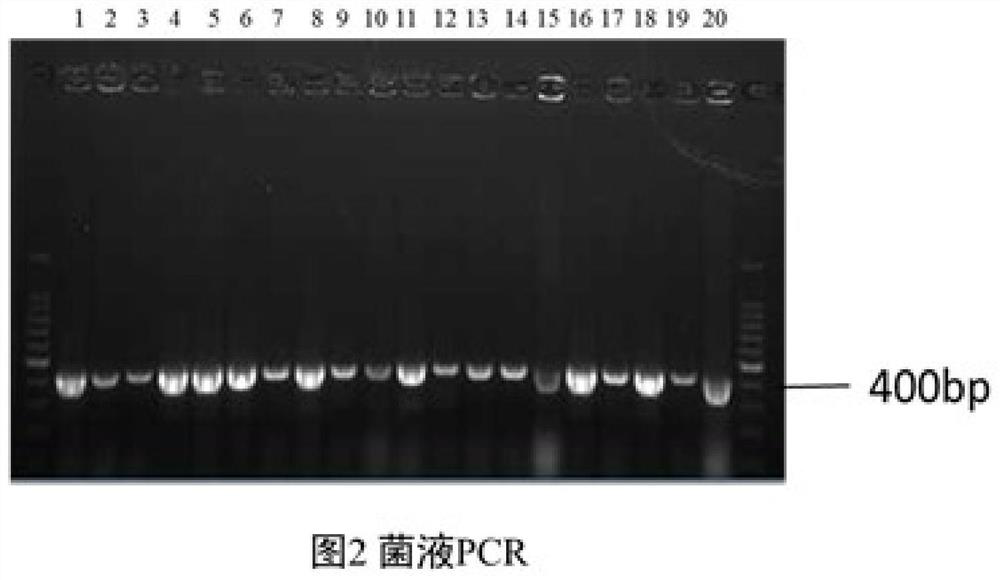 The pgc promoter expressed by porcine small intestinal epithelial cells and its application