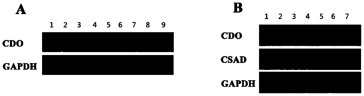 New application of cysteine ​​dioxygenase, gene and its catalytic product cysteine ​​sulfinic acid