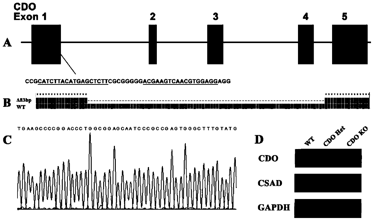 New application of cysteine ​​dioxygenase, gene and its catalytic product cysteine ​​sulfinic acid