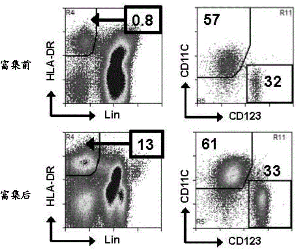 HER2 positive tumor targeting compound and composition thereof