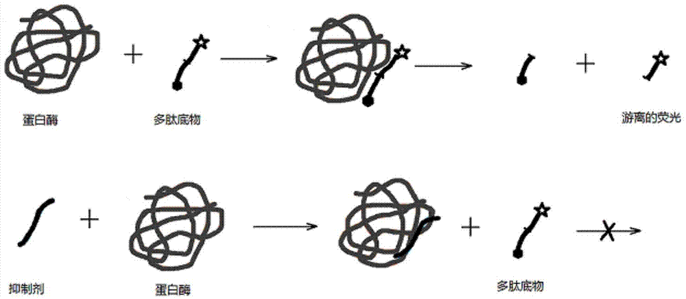 Detection method based on protein substrate and application thereof