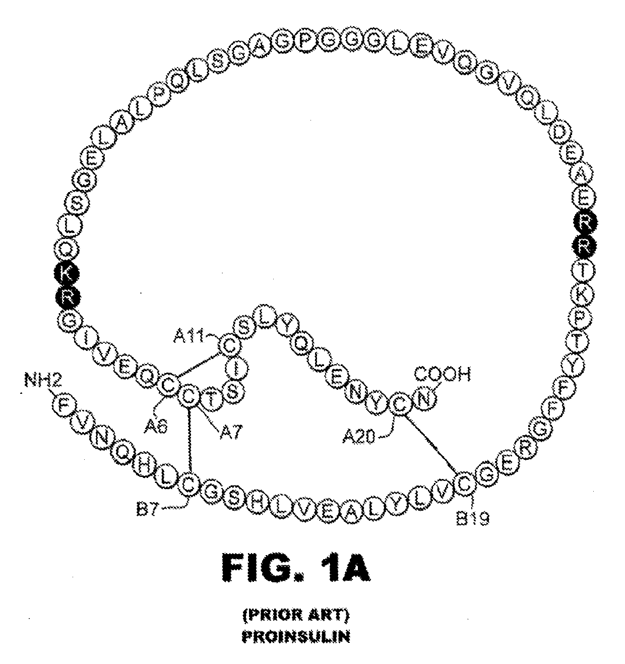 Rapid-acting insulin analogues of enhanced stability