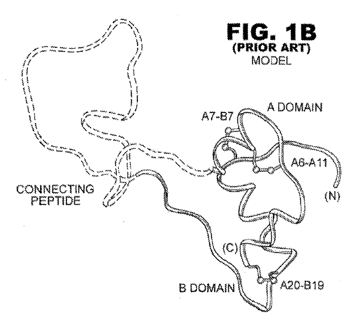 Rapid-acting insulin analogues of enhanced stability