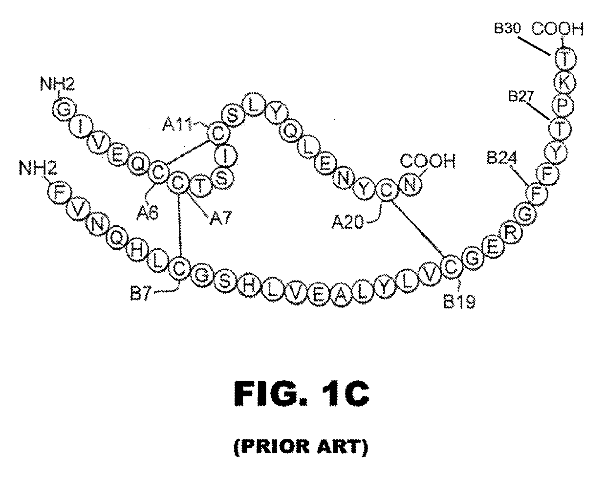 Rapid-acting insulin analogues of enhanced stability