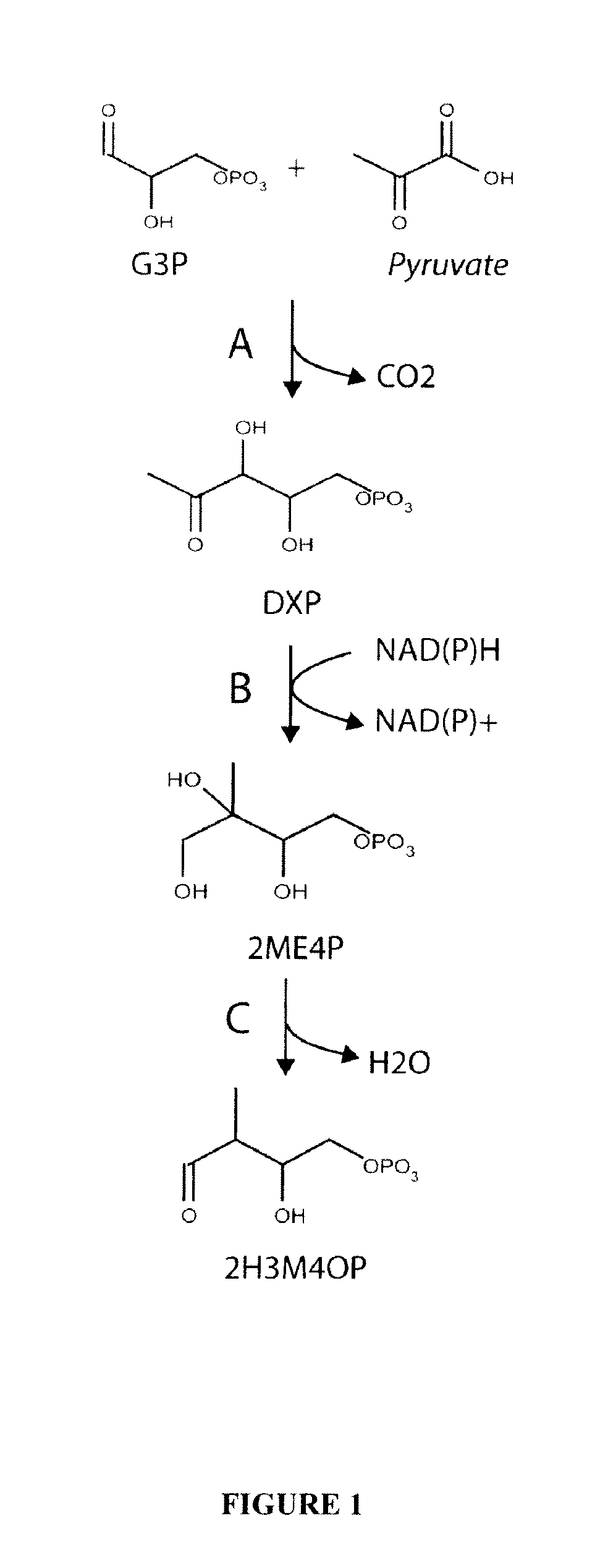 Microorganisms and methods for the biosynthesis of p-toluate and terephthalate