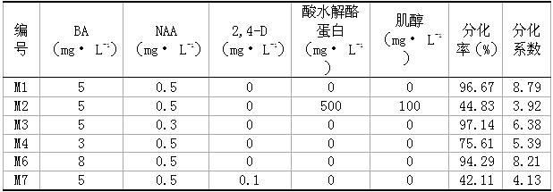 Use of young scape as explant for quick propagation and transgenosis of Chinese sacred lily