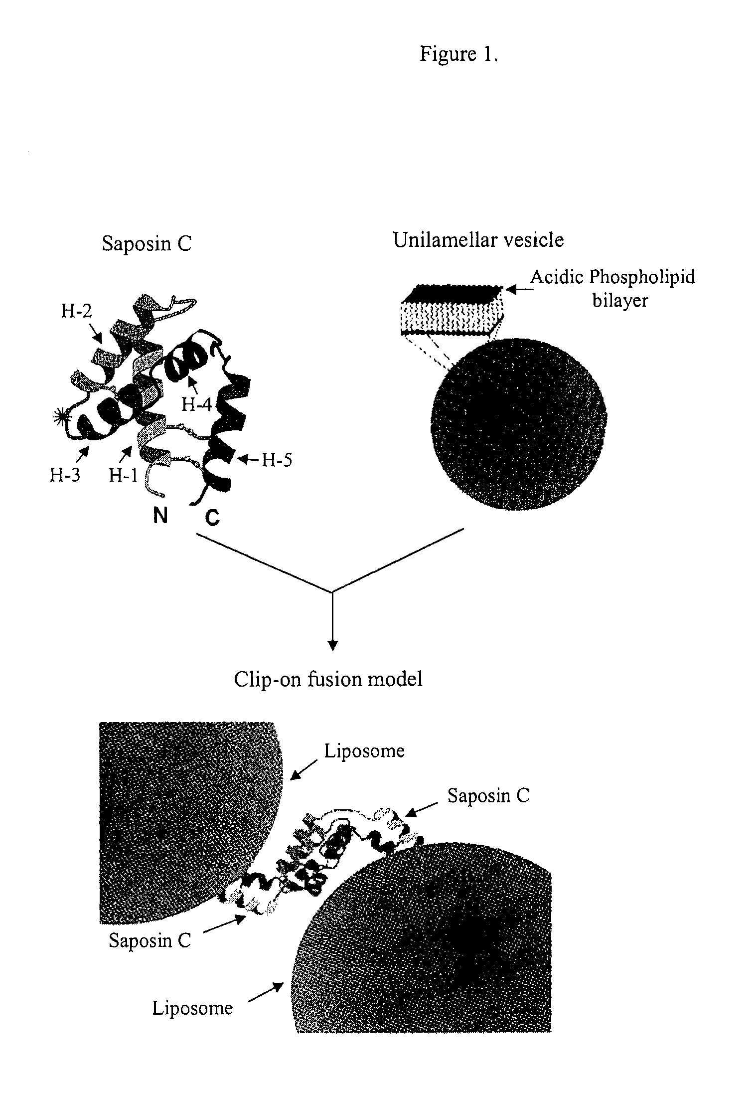 Fusogenic properties of saposin C and related proteins and peptides for application to transmembrane drug delivery systems