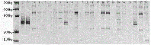 Narcissus BES-SSR marker primer GA19 and method for identifying narcissus species