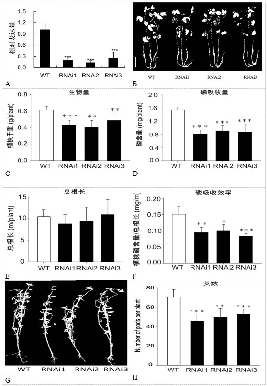 SEC12-like protein gene CPU1 and application thereof in improving soybean phosphorus efficiency