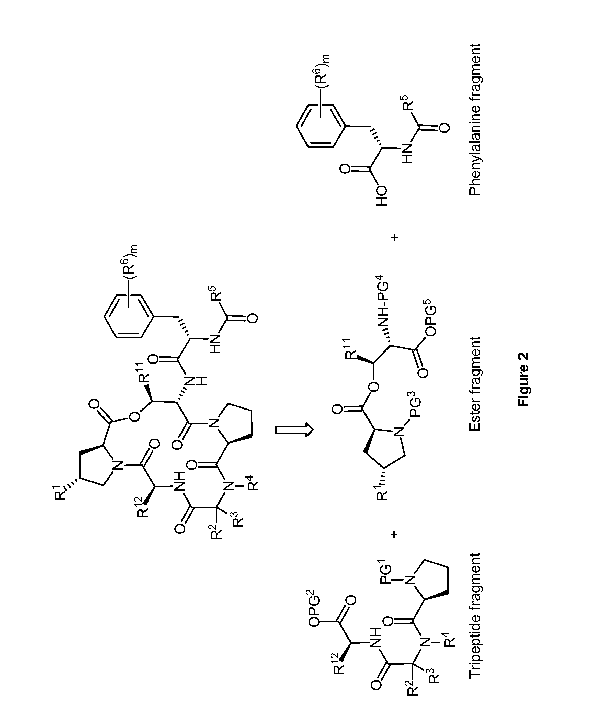 Enopeptins, uses thereof, and methods of synthesis thereto