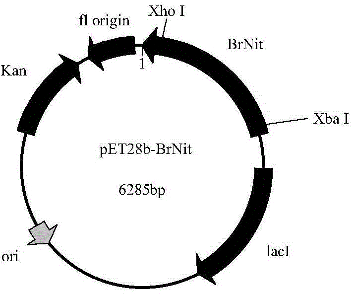 Nitrilase, encoding genes, carrier and application