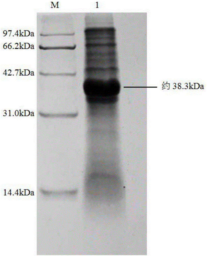 Nitrilase, encoding genes, carrier and application