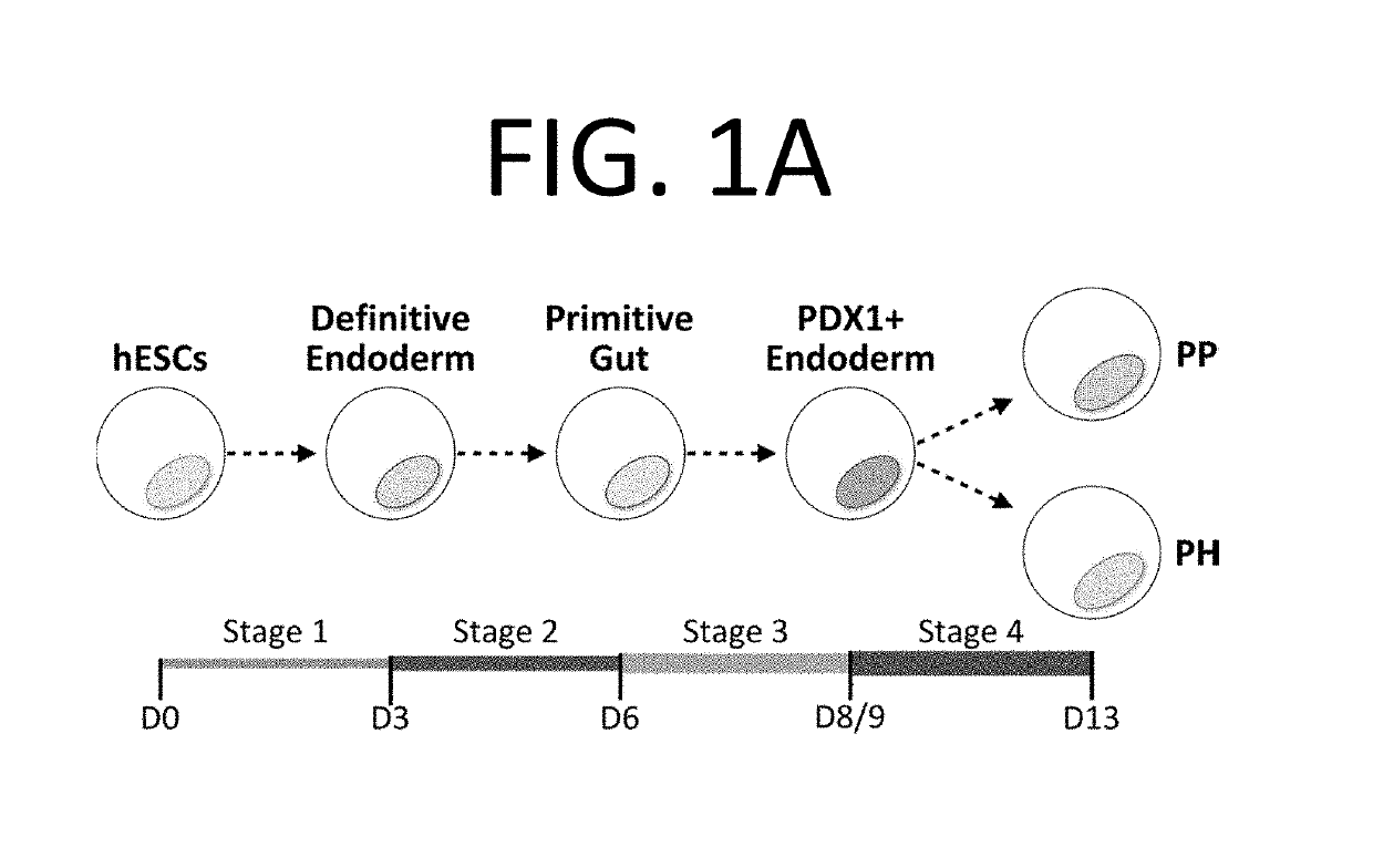 Selection of pancreatic progenitors